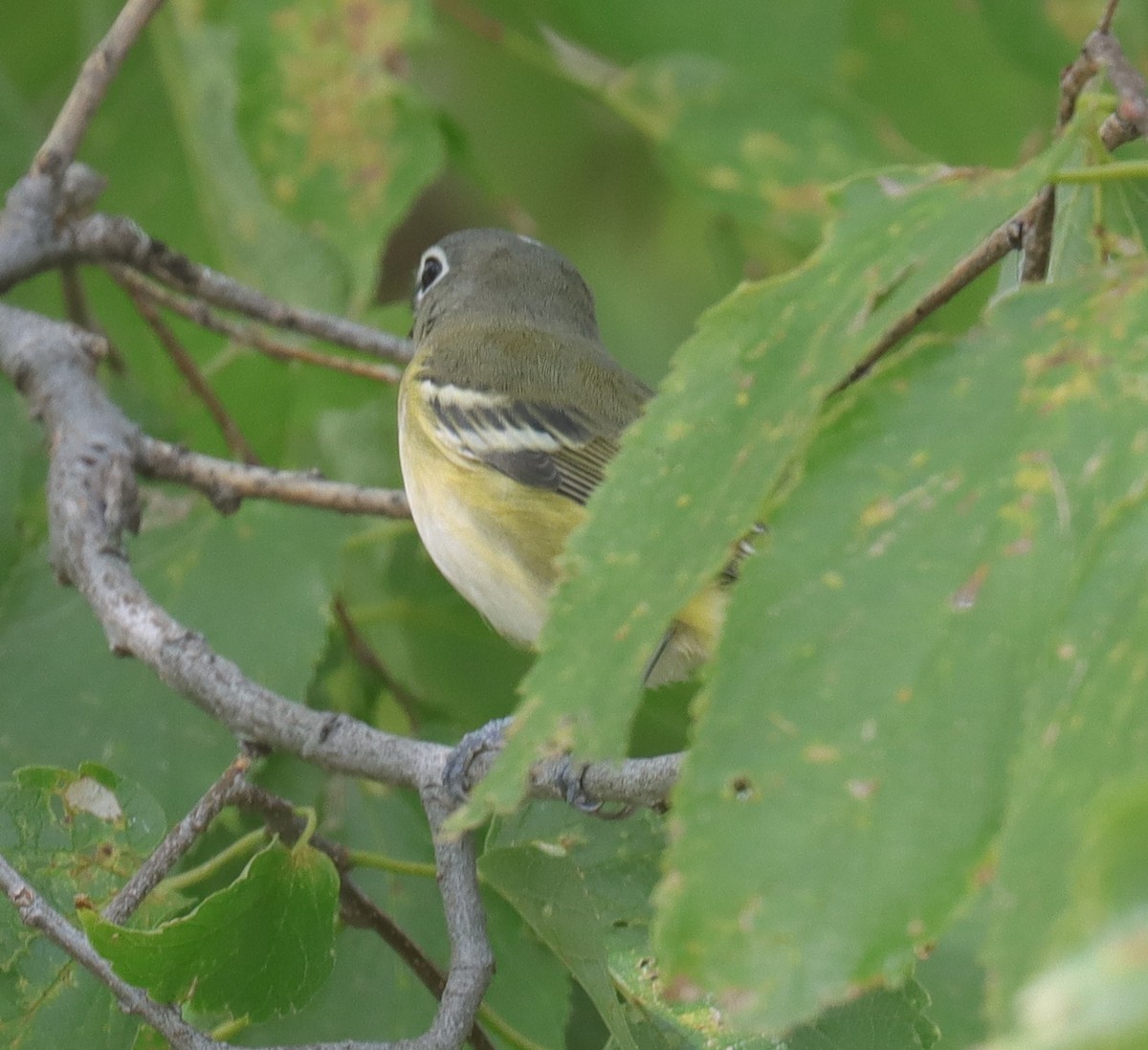 Blue-headed Vireo - ML643112631