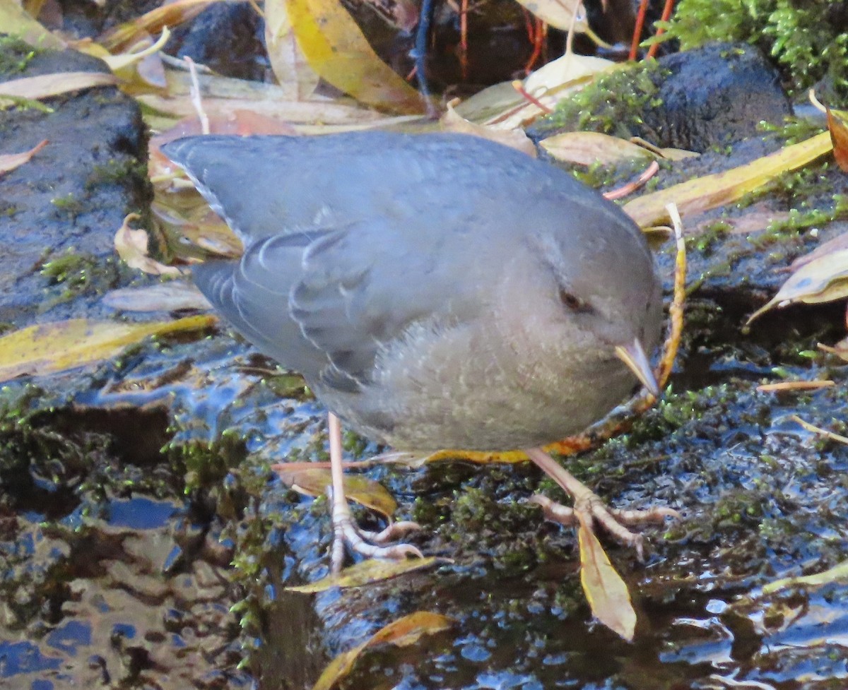 American Dipper - ML643112635
