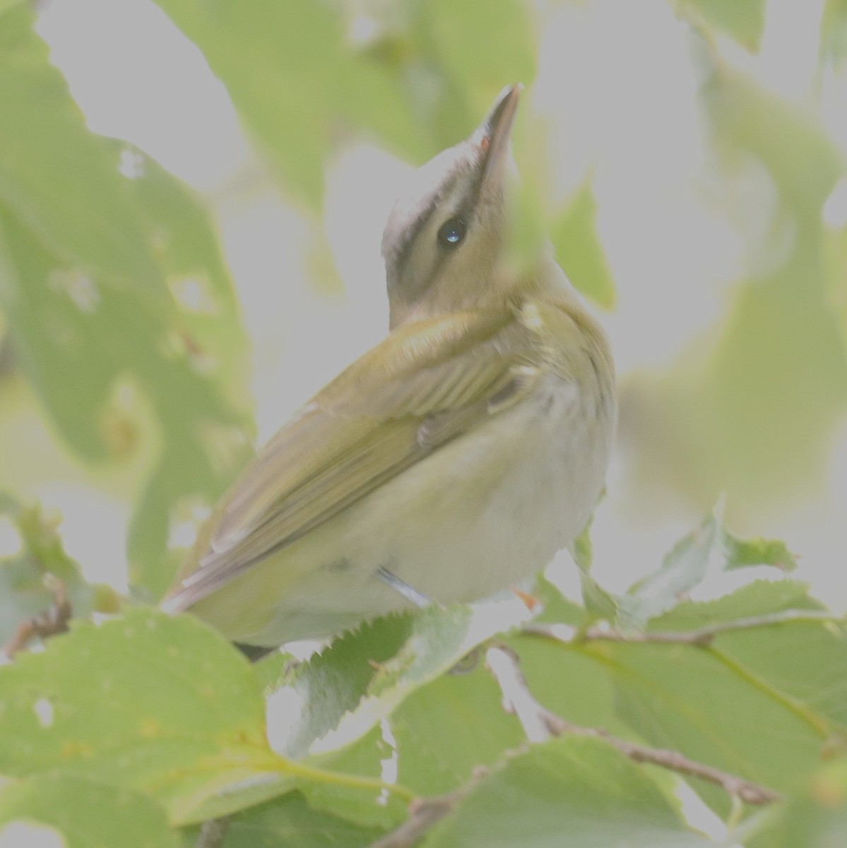 Red-eyed Vireo - ML643112637