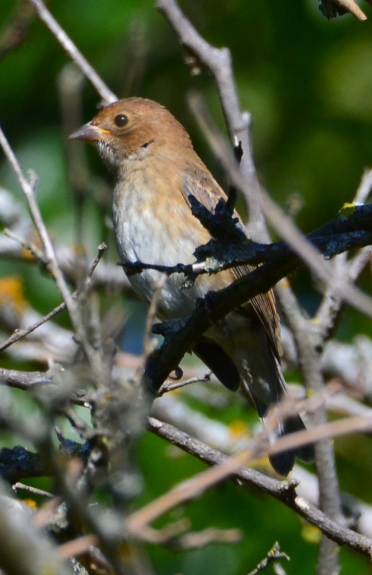 House Finch - ML643112638