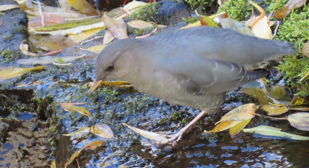 American Dipper - ML643112639