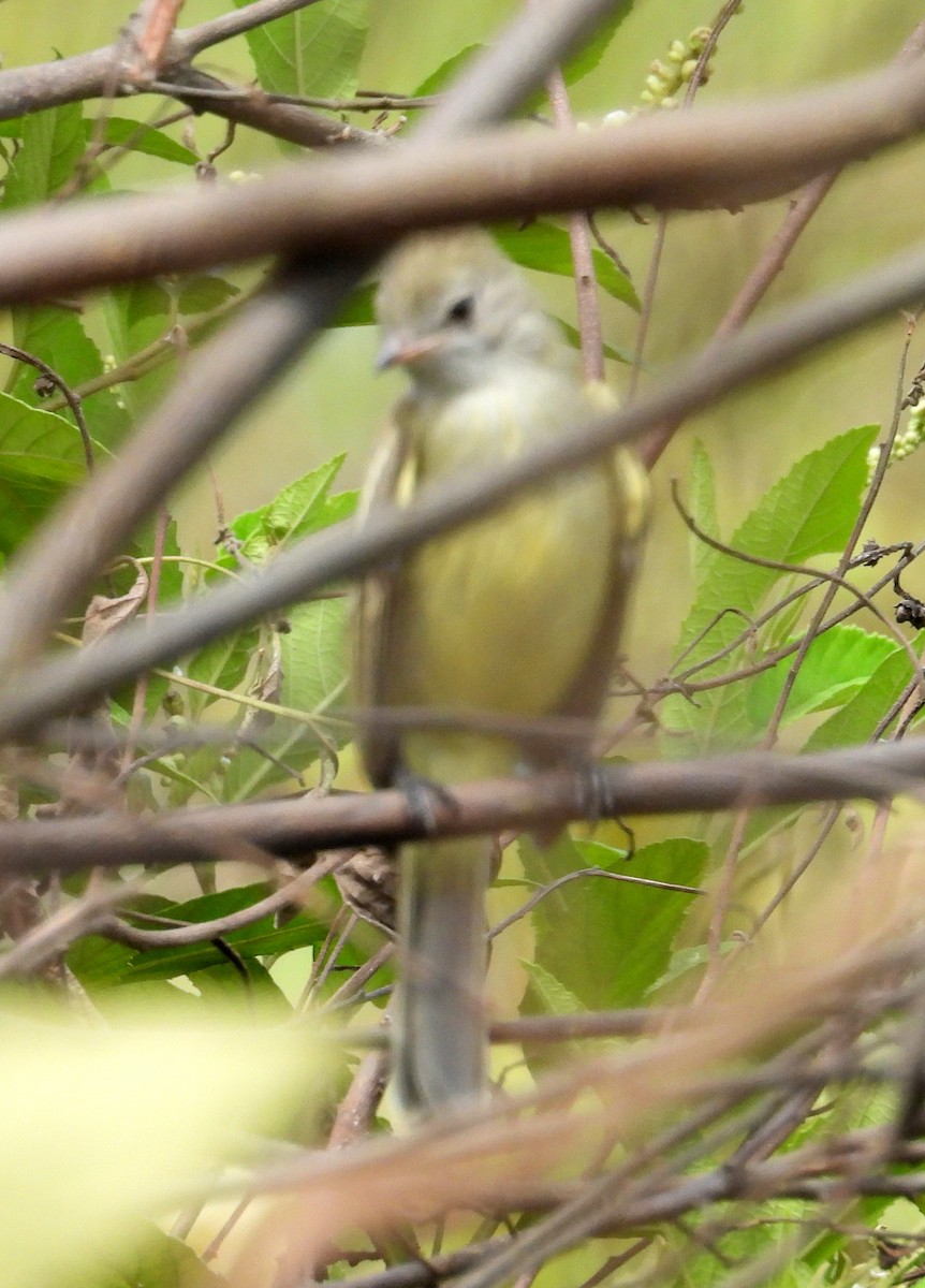 Lesser Greenlet - ML643112645