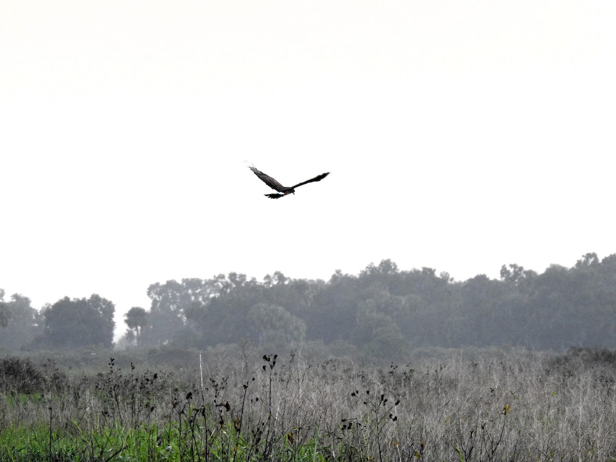 Snail Kite - ML643112652