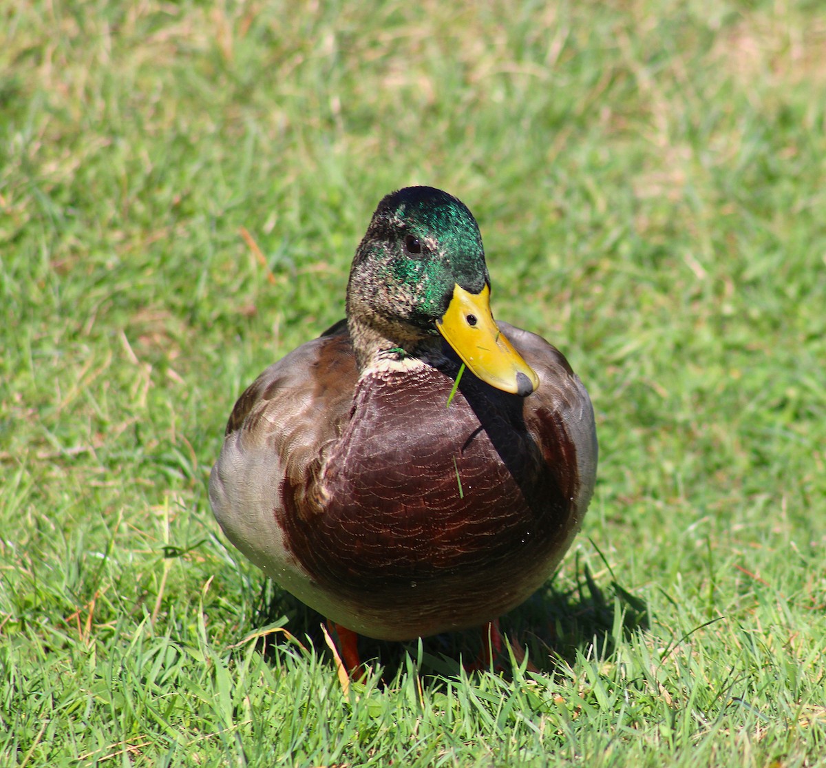 Зэрлэг нугас - ML643112653