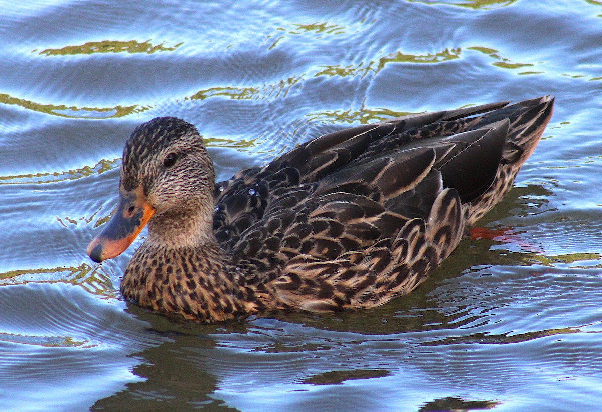 Зэрлэг нугас - ML643112664