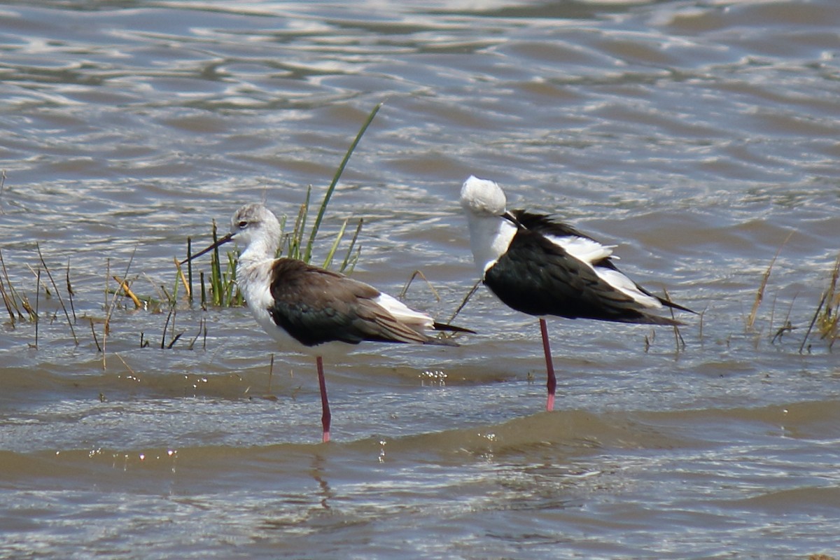 Black-winged Stilt - ML643112674
