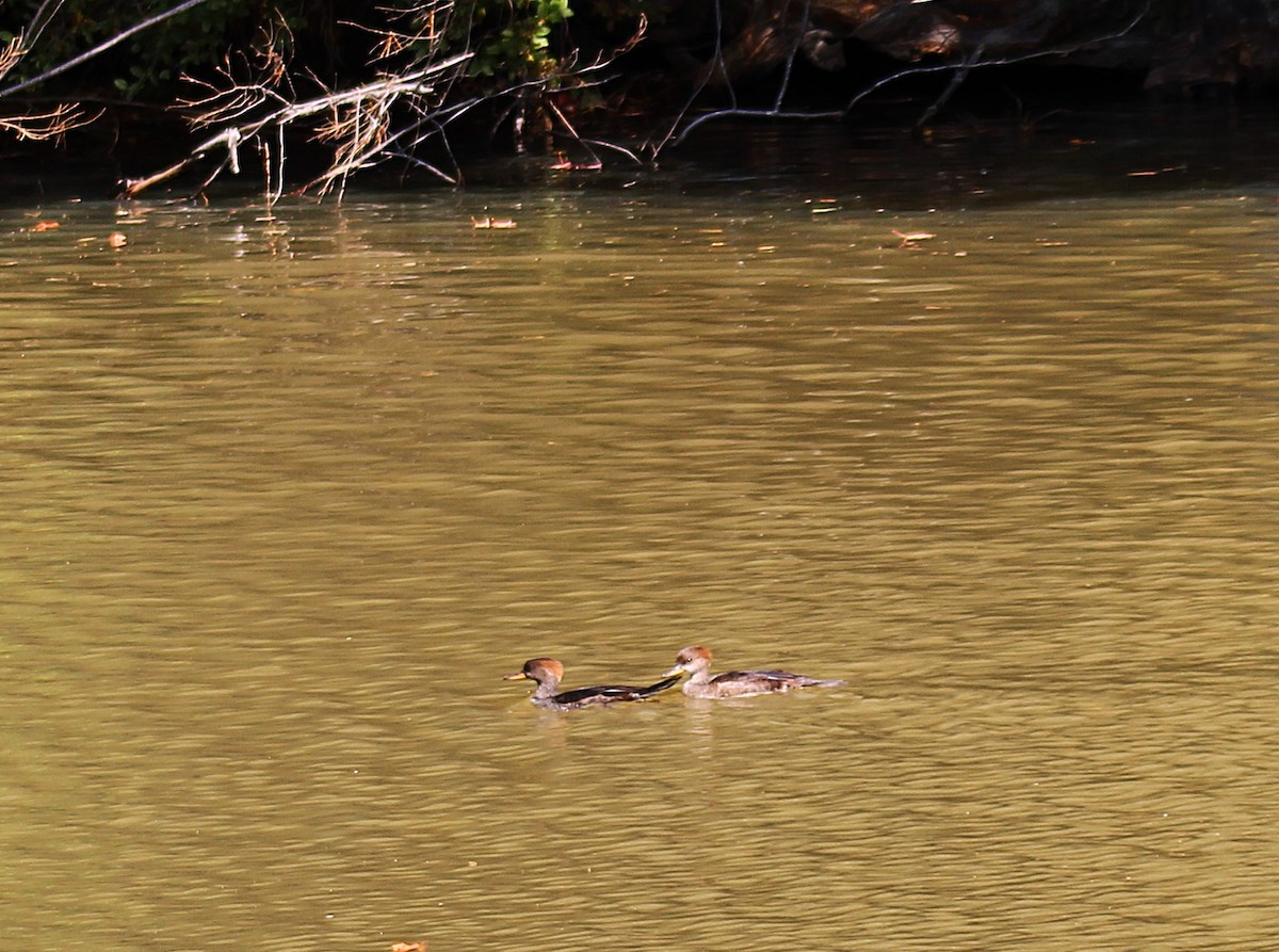 Hooded Merganser - ML643112676