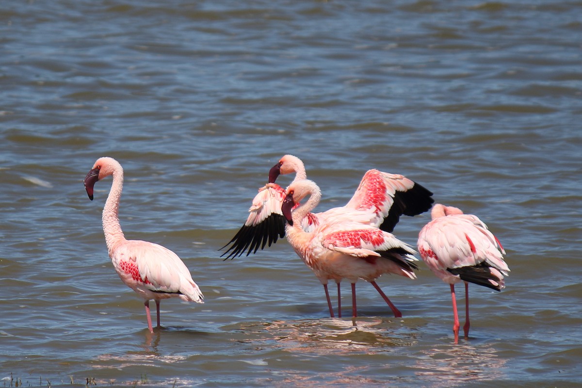 Lesser Flamingo - ML643112680