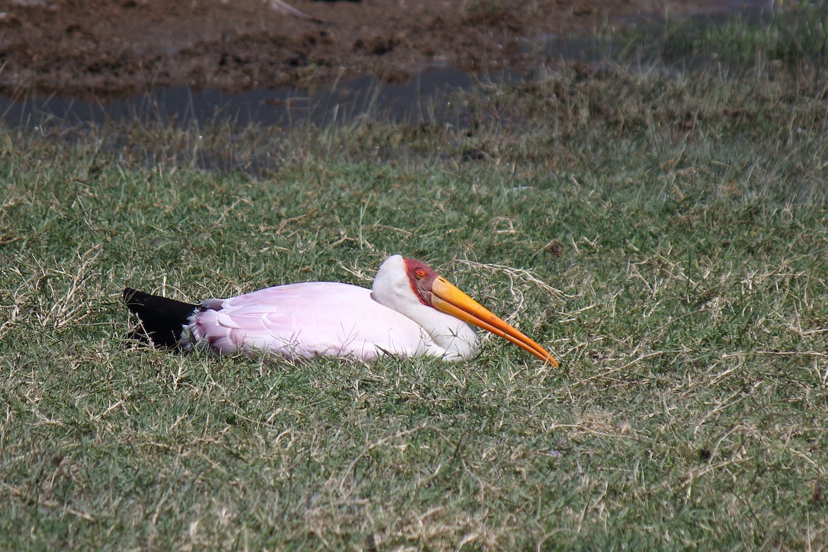 Yellow-billed Stork - ML643112684