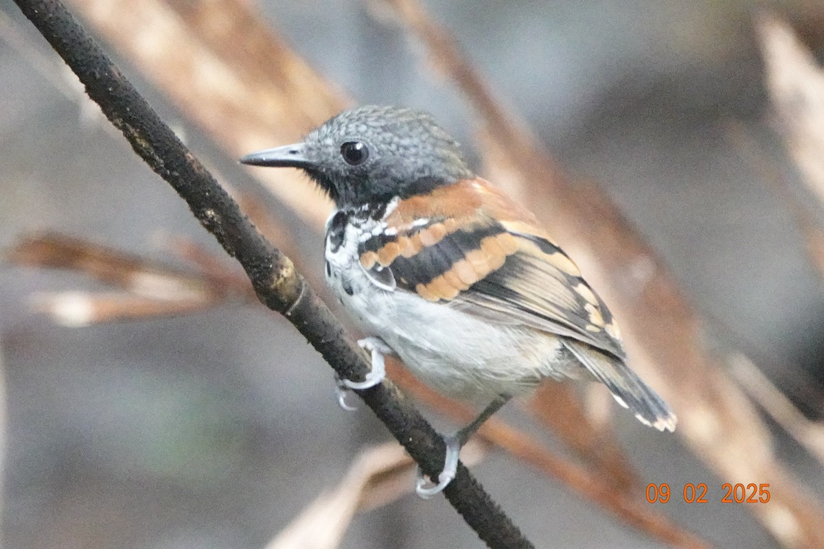 Spotted Antbird - ML643112688
