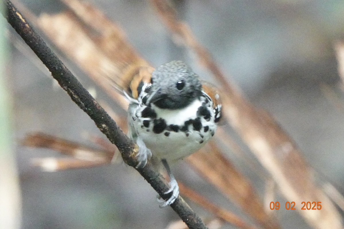 Spotted Antbird - ML643112689
