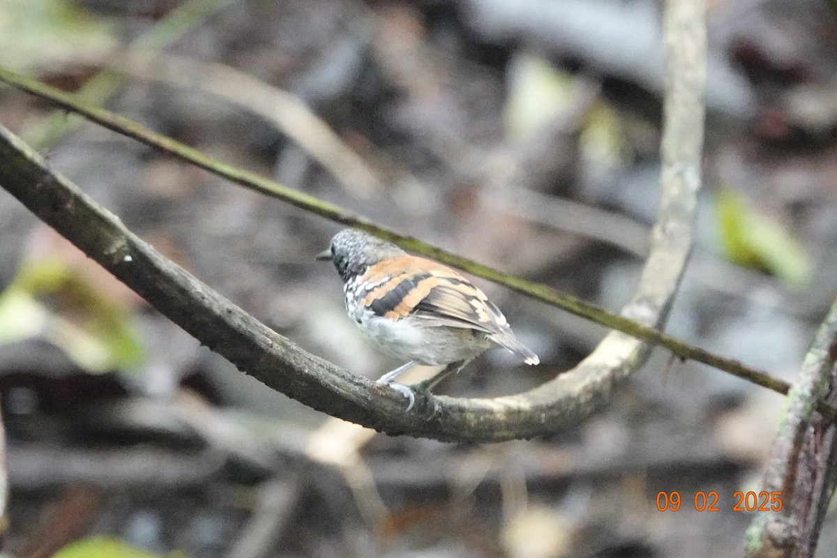 Spotted Antbird - ML643112690