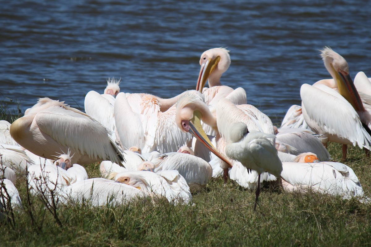 Great White Pelican - ML643112694