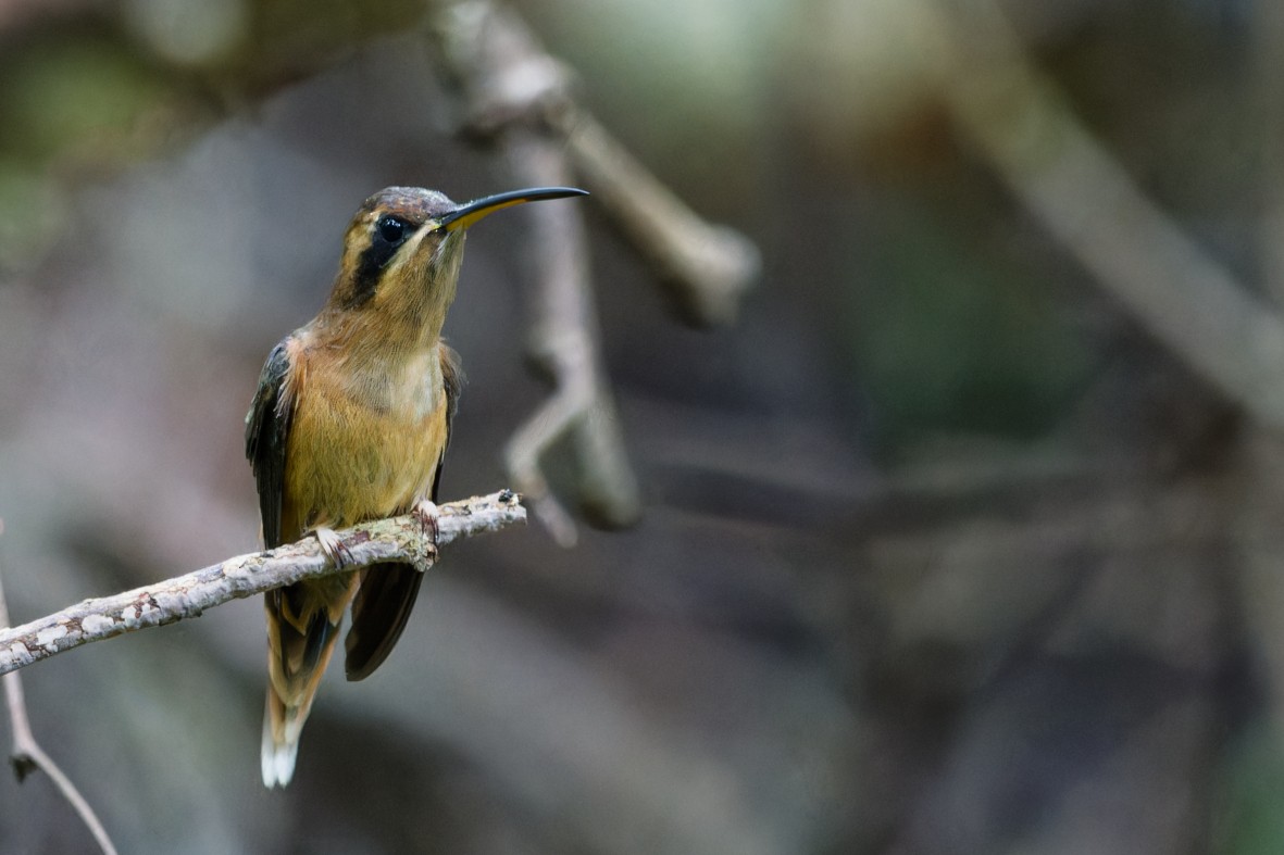Stripe-throated Hermit - ML643112709