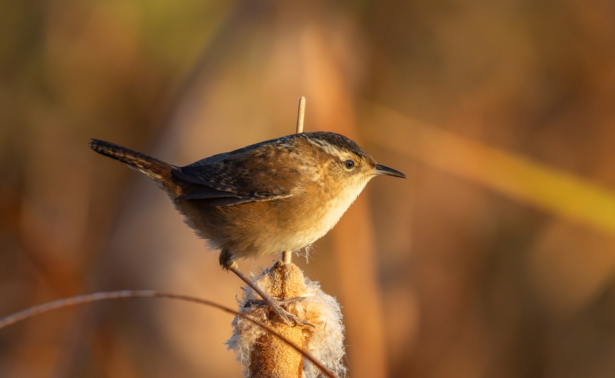 Marsh Wren (palustris Group) - ML643112719
