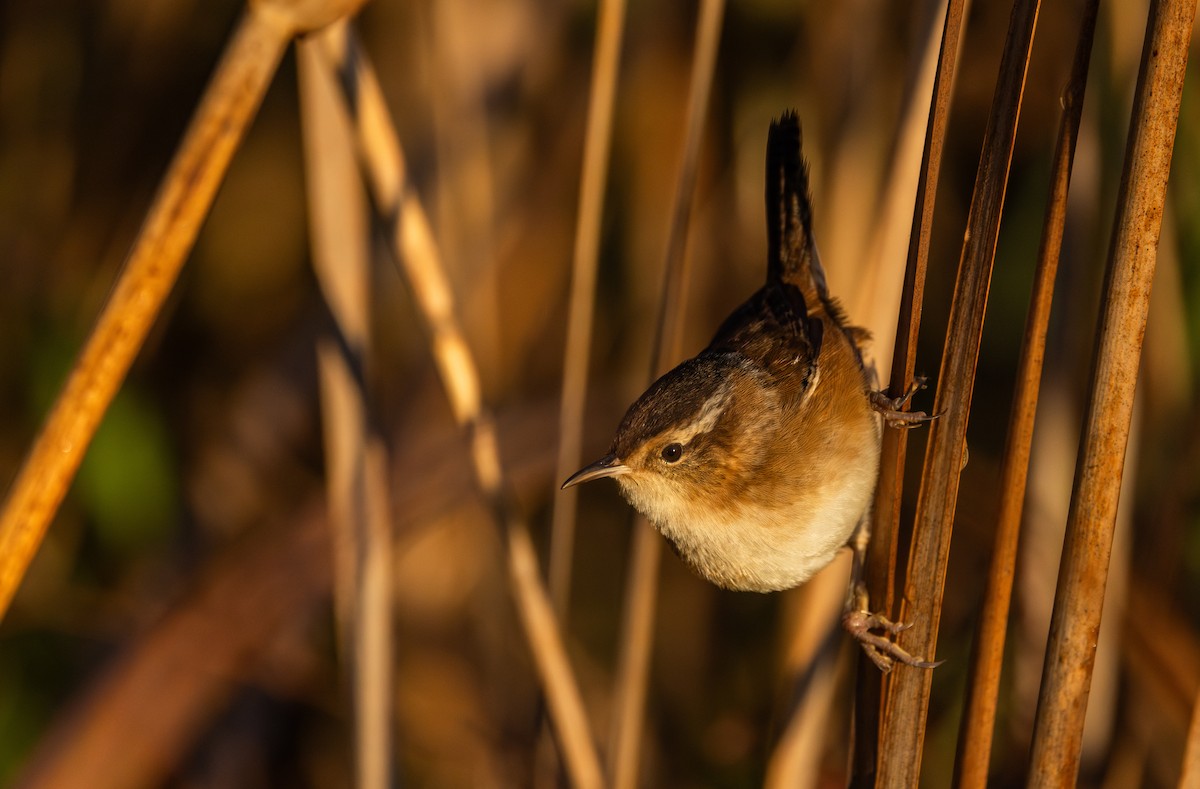Marsh Wren (palustris Group) - ML643112722