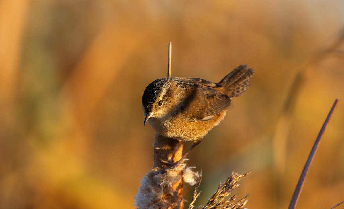 Marsh Wren (palustris Group) - ML643112724