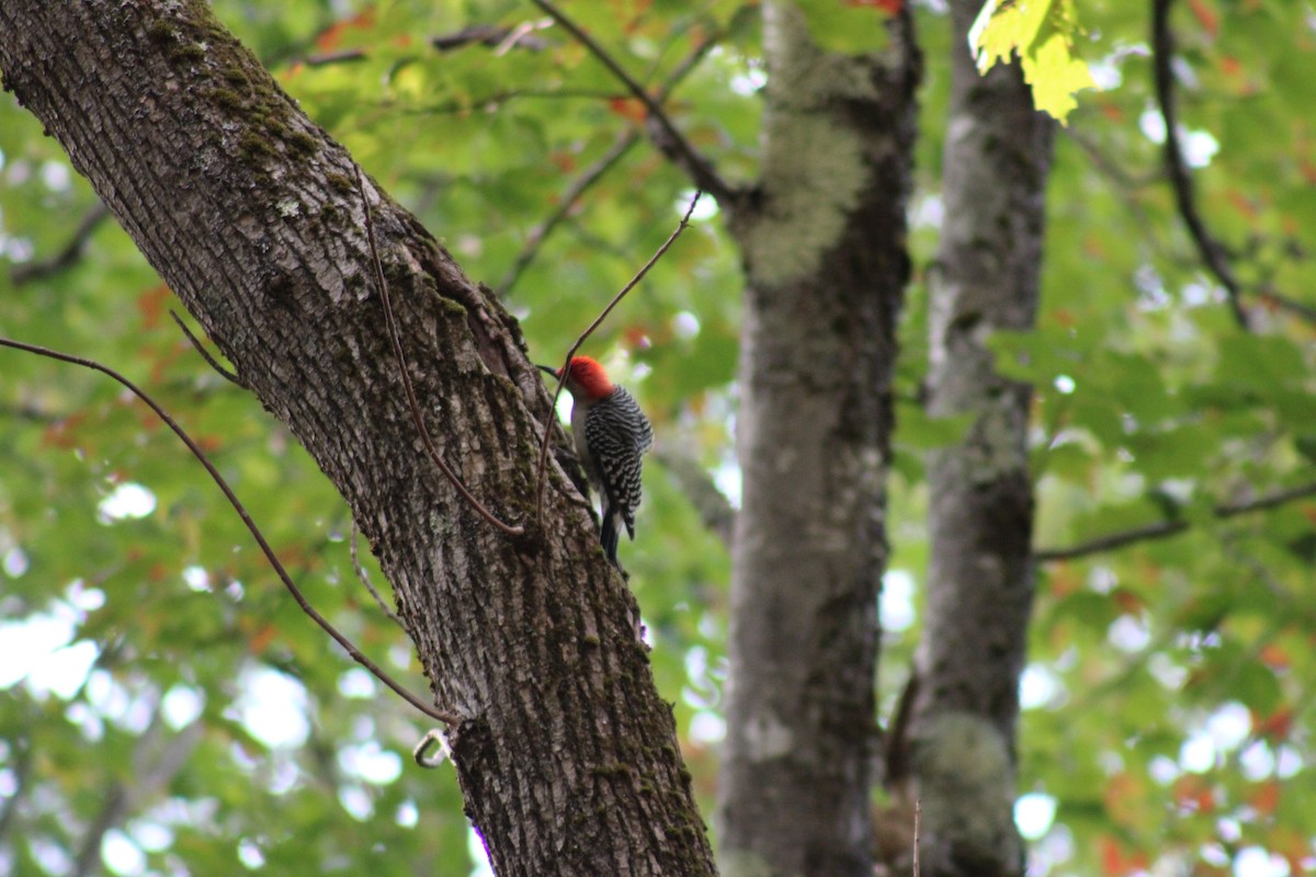 Red-bellied Woodpecker - ML643112726