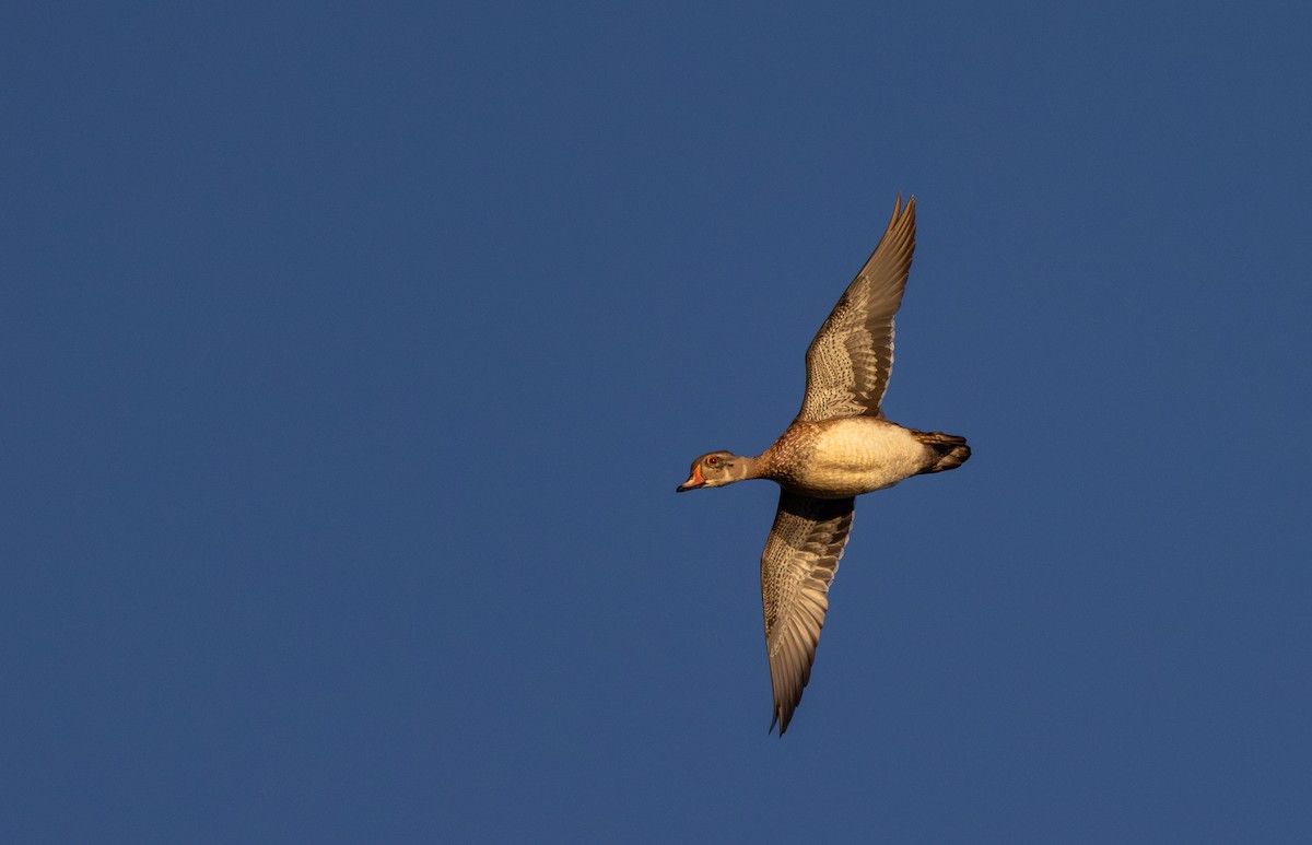 Wood Duck - ML643112728