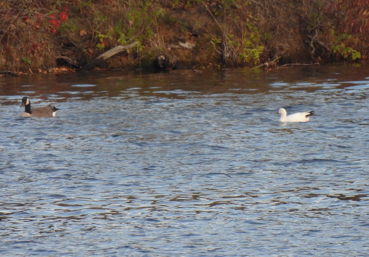Ross's Goose - ML643112731
