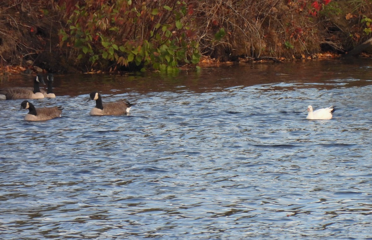 Ross's Goose - ML643112737