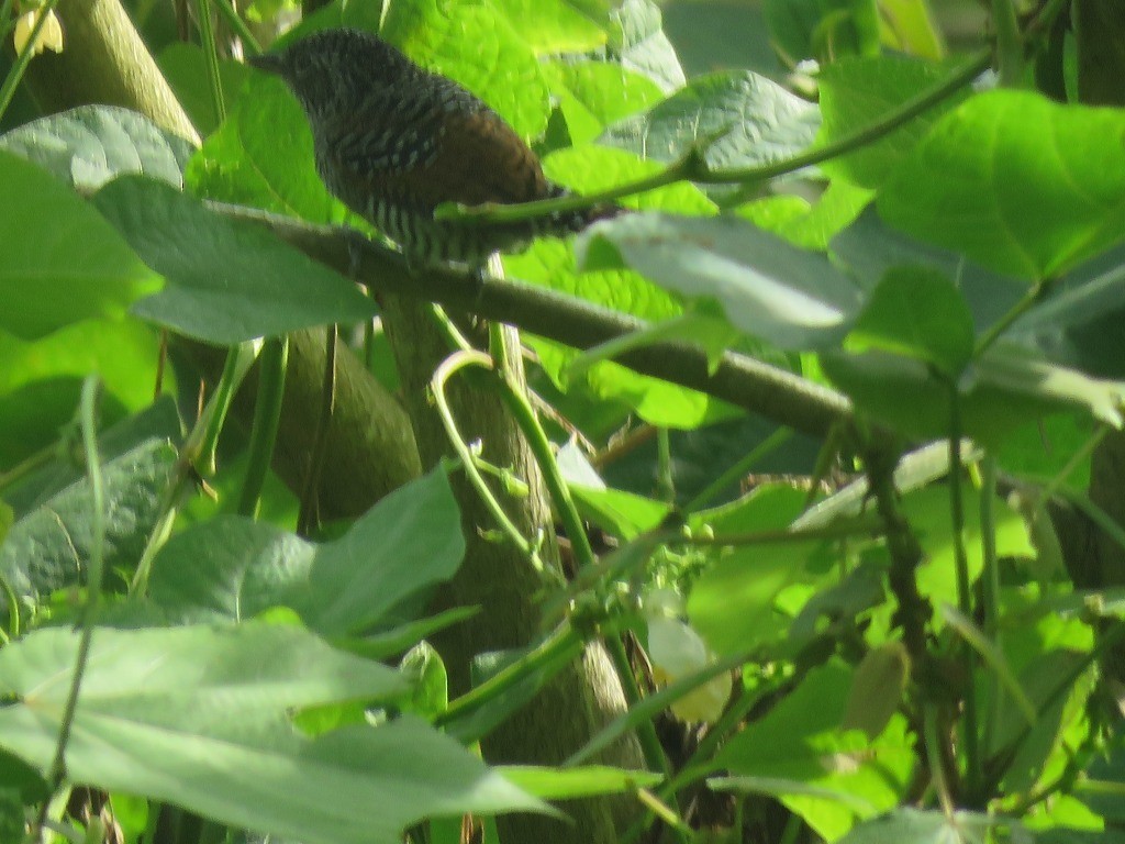 Bar-crested Antshrike - ML643112738