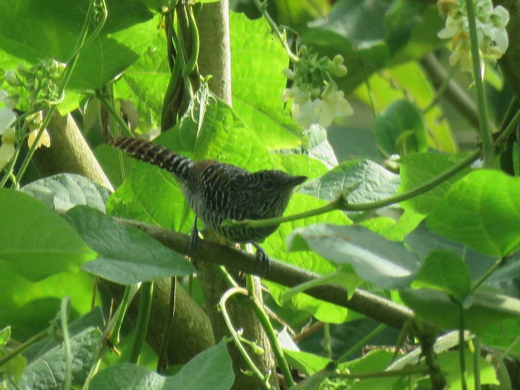 Bar-crested Antshrike - ML643112739
