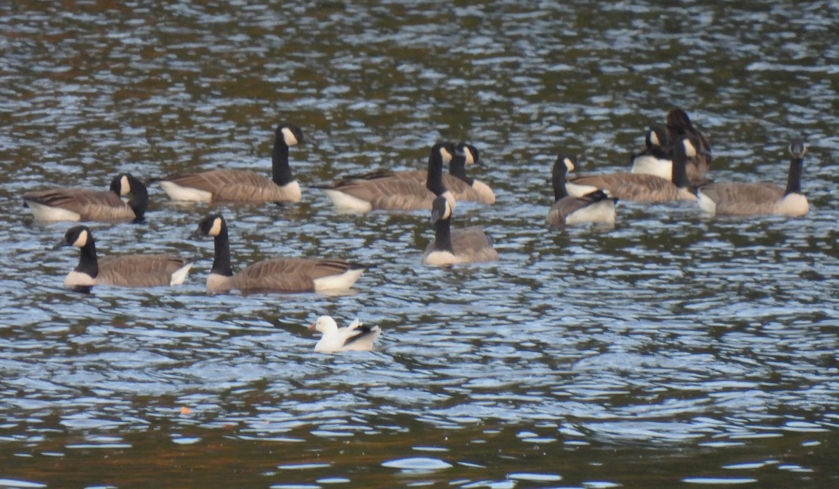Ross's Goose - ML643112740