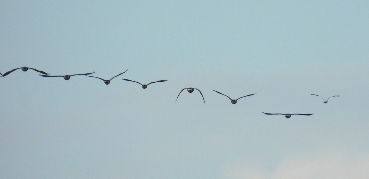 Ross's Goose - ML643112743