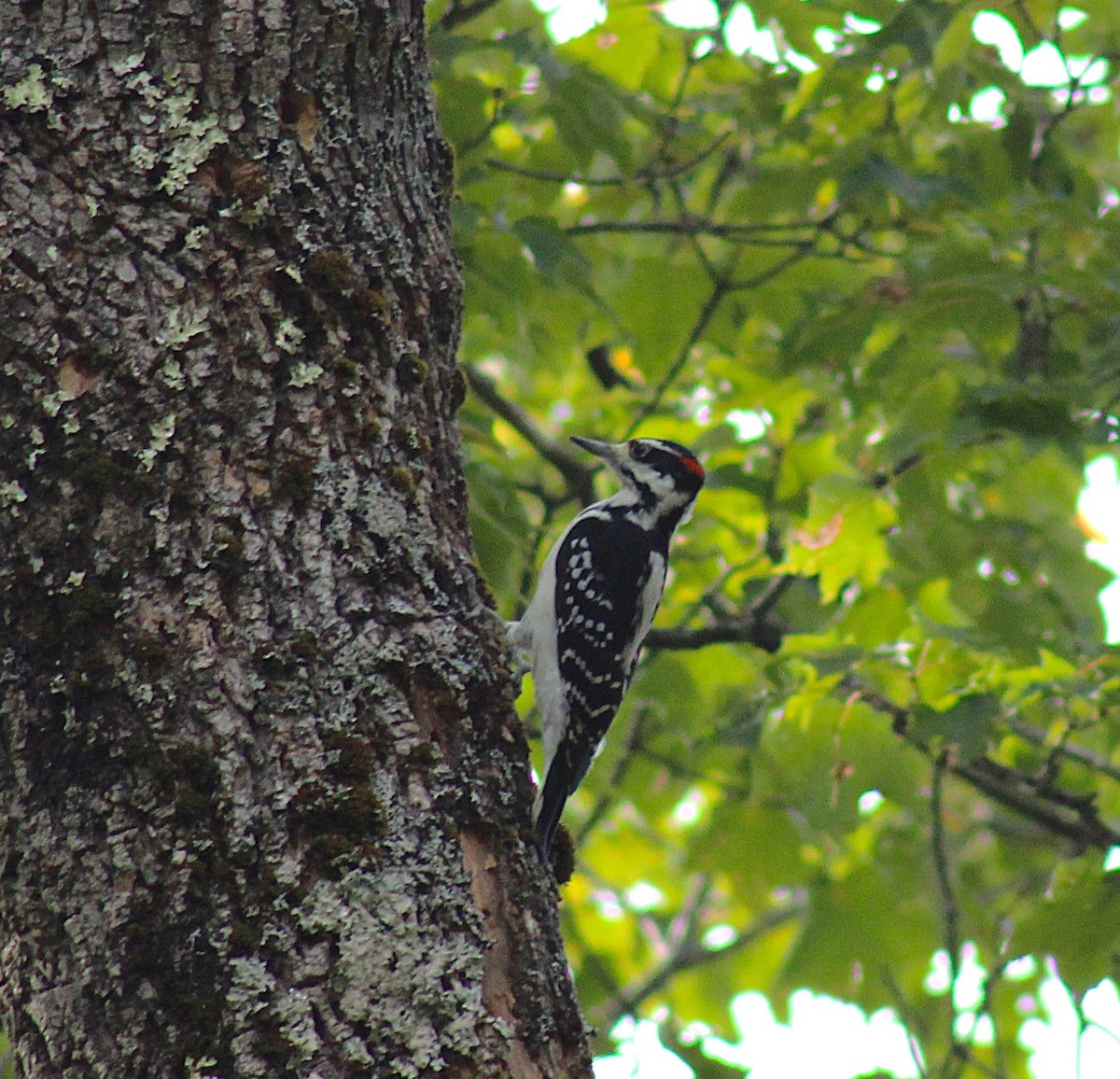 Hairy Woodpecker - ML643112747