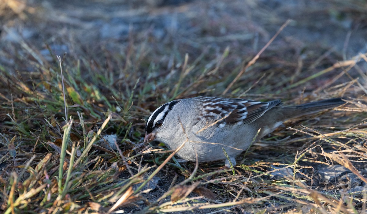 White-crowned Sparrow (leucophrys) - ML643112750