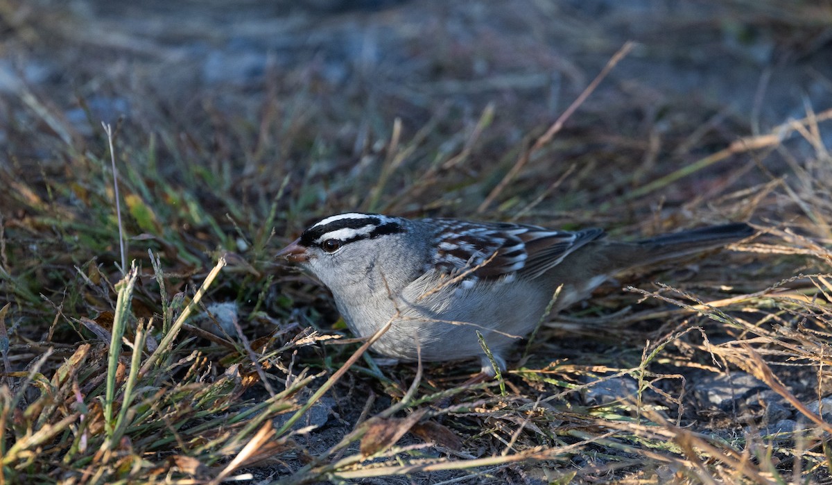 White-crowned Sparrow (leucophrys) - ML643112752