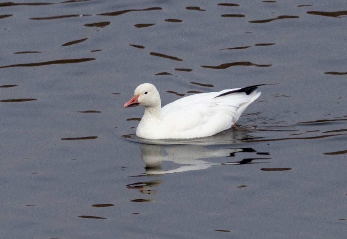 Snow Goose - ML643112753