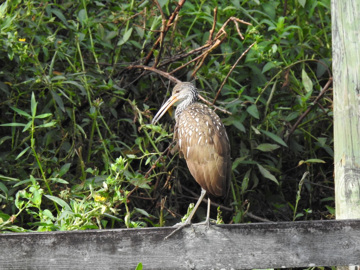 Limpkin - ML643112754