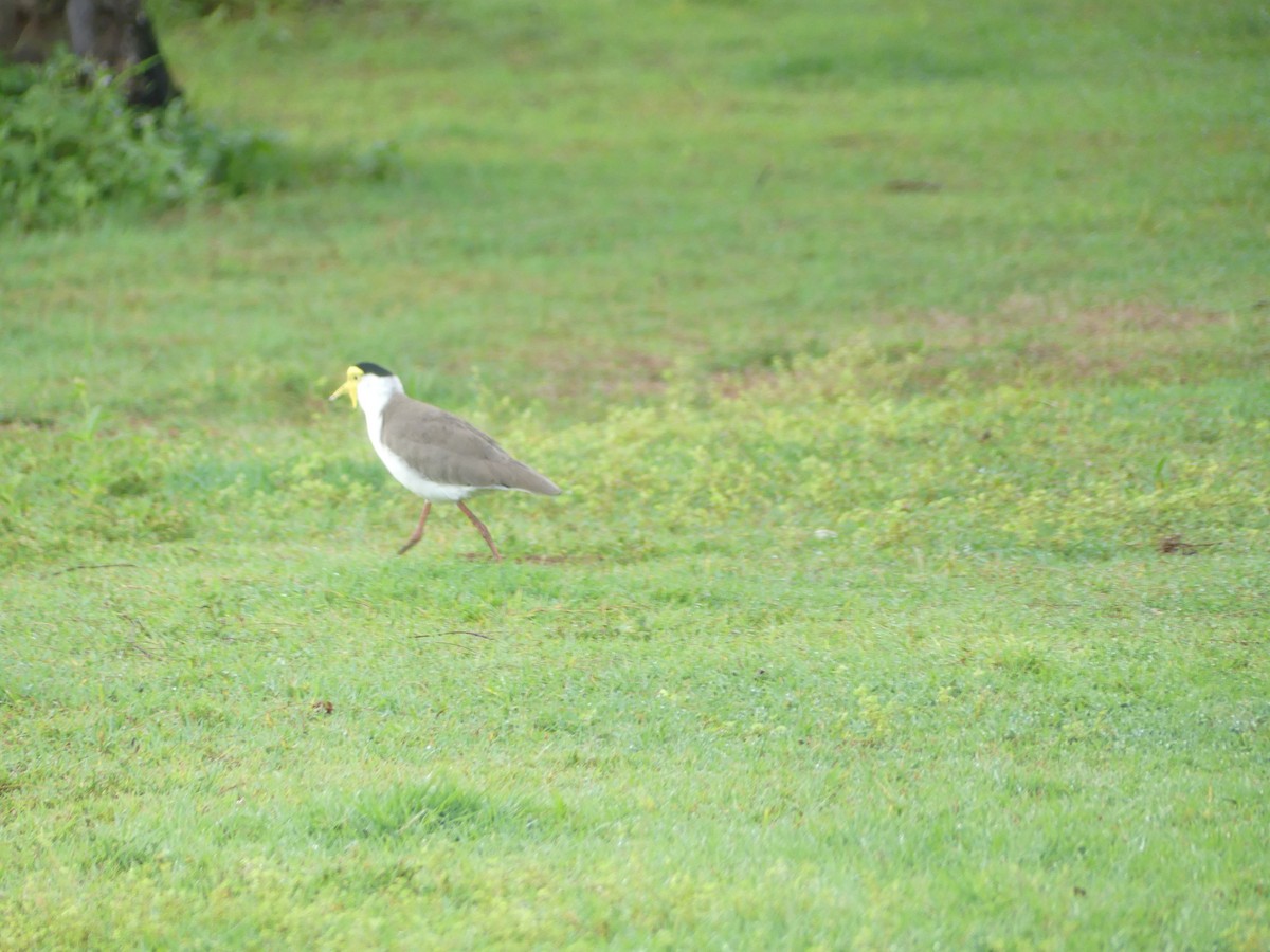 Masked Lapwing - ML643112759