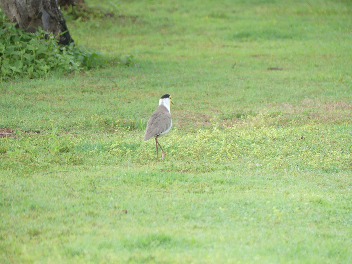 Masked Lapwing - ML643112760