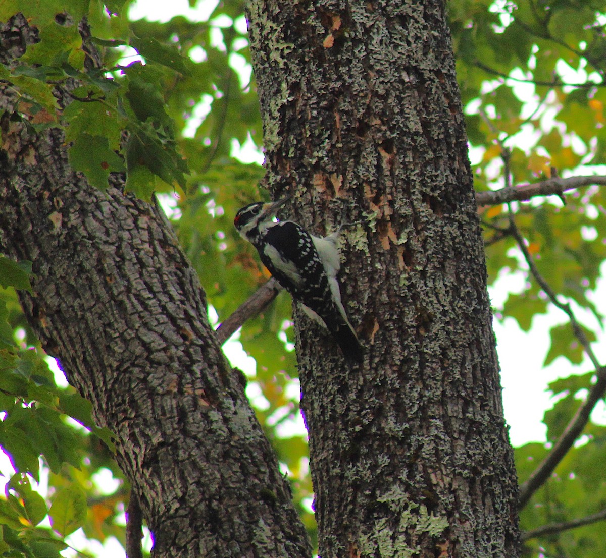 Hairy Woodpecker - ML643112782