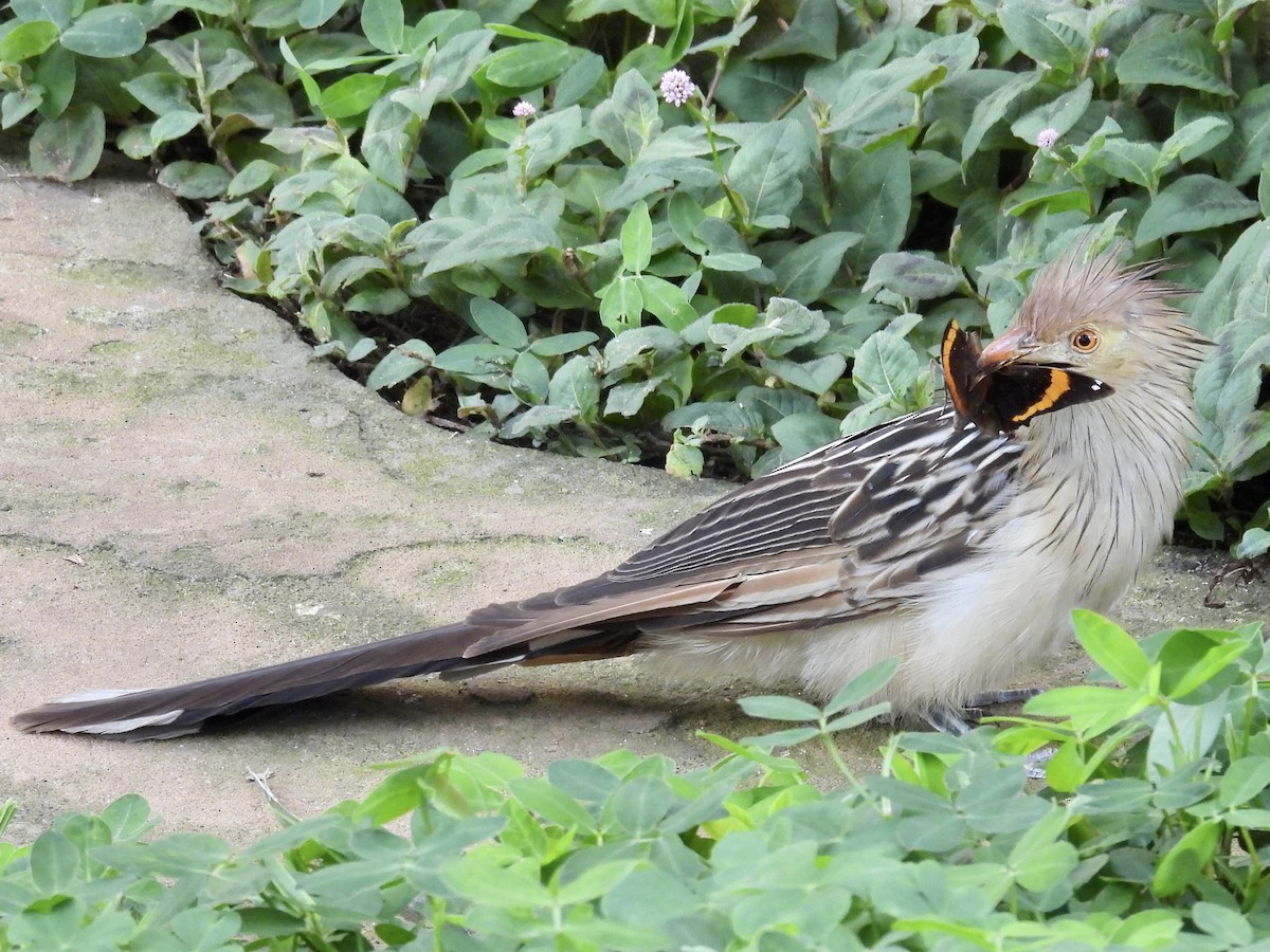 Guira Cuckoo - ML643112815