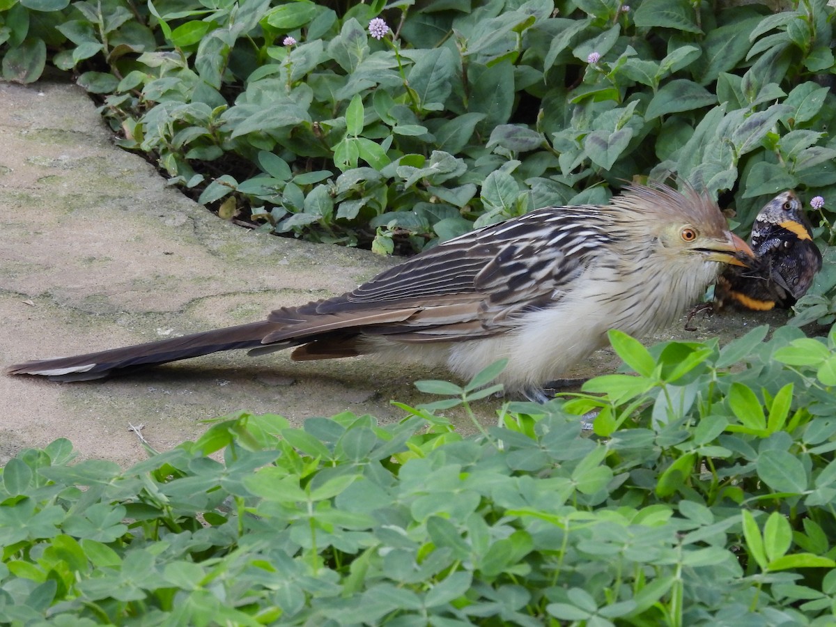 Guira Cuckoo - ML643112816