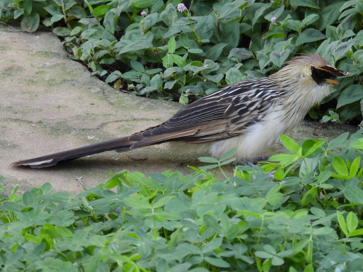 Guira Cuckoo - ML643112817