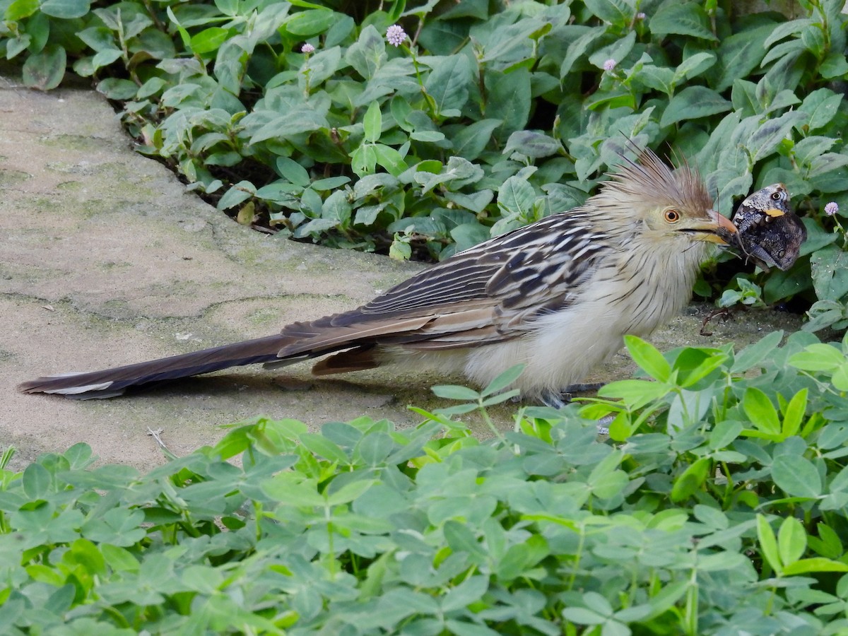 Guira Cuckoo - ML643112818