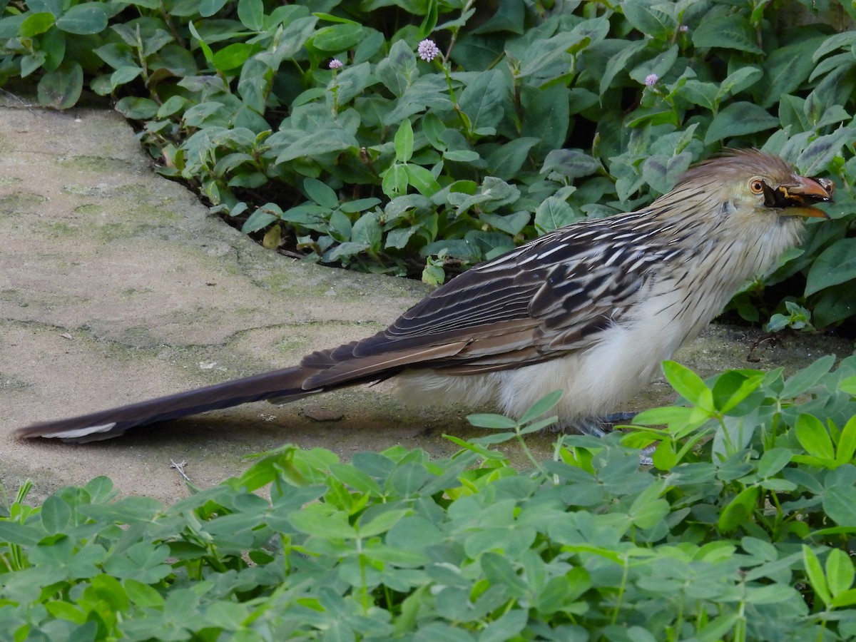 Guira Cuckoo - ML643112819