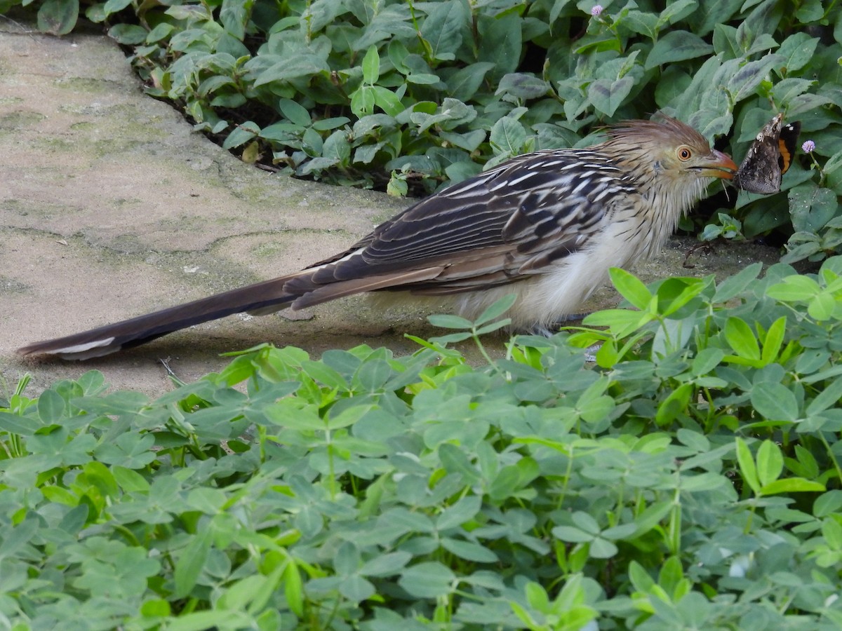 Guira Cuckoo - ML643112820