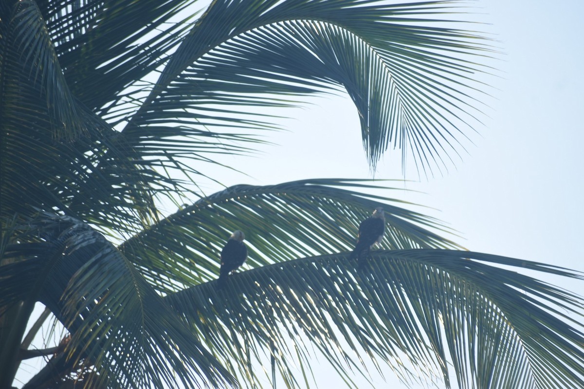 Yellow-headed Caracara - ML643112851