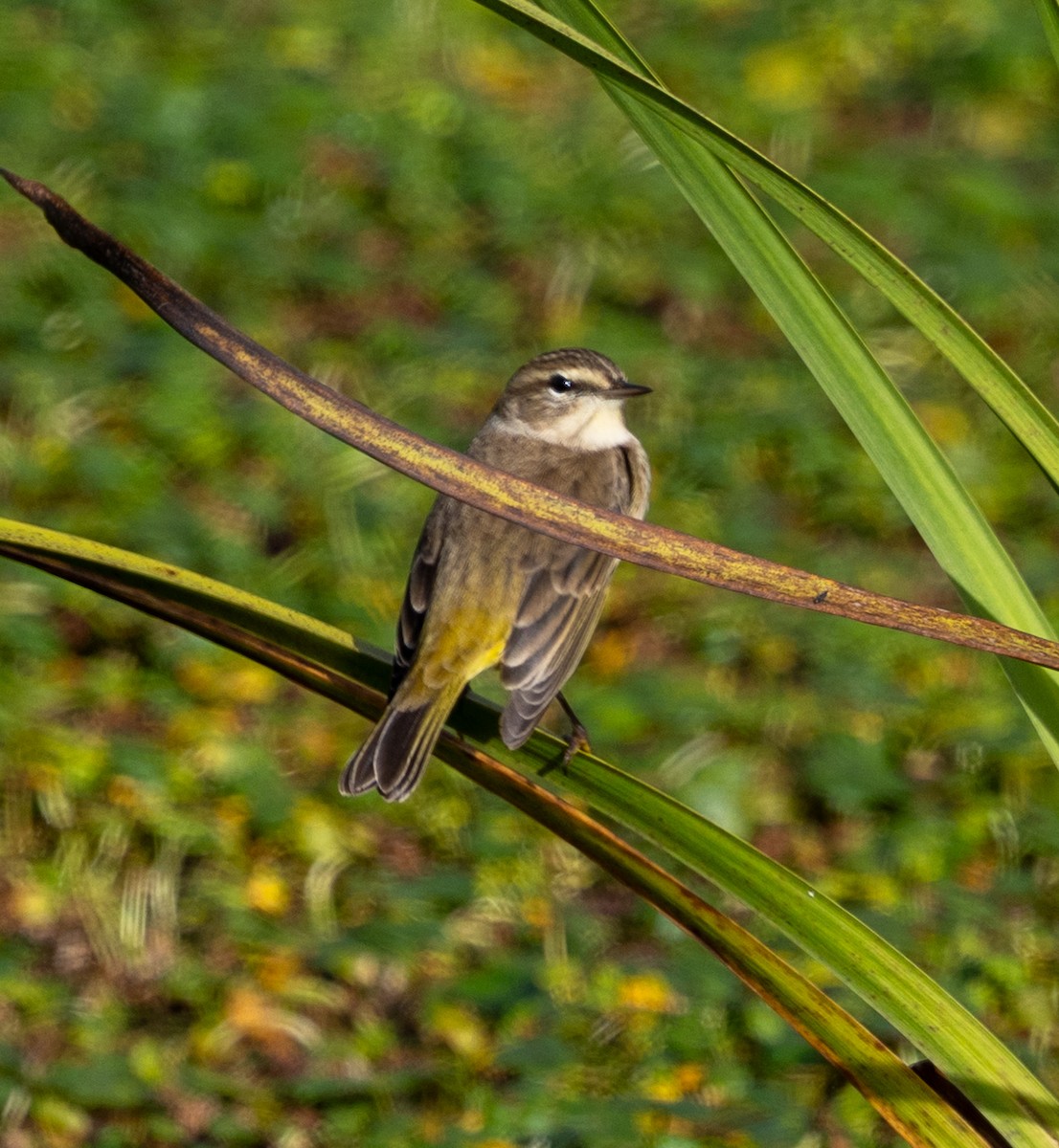 Palm Warbler - ML643112893