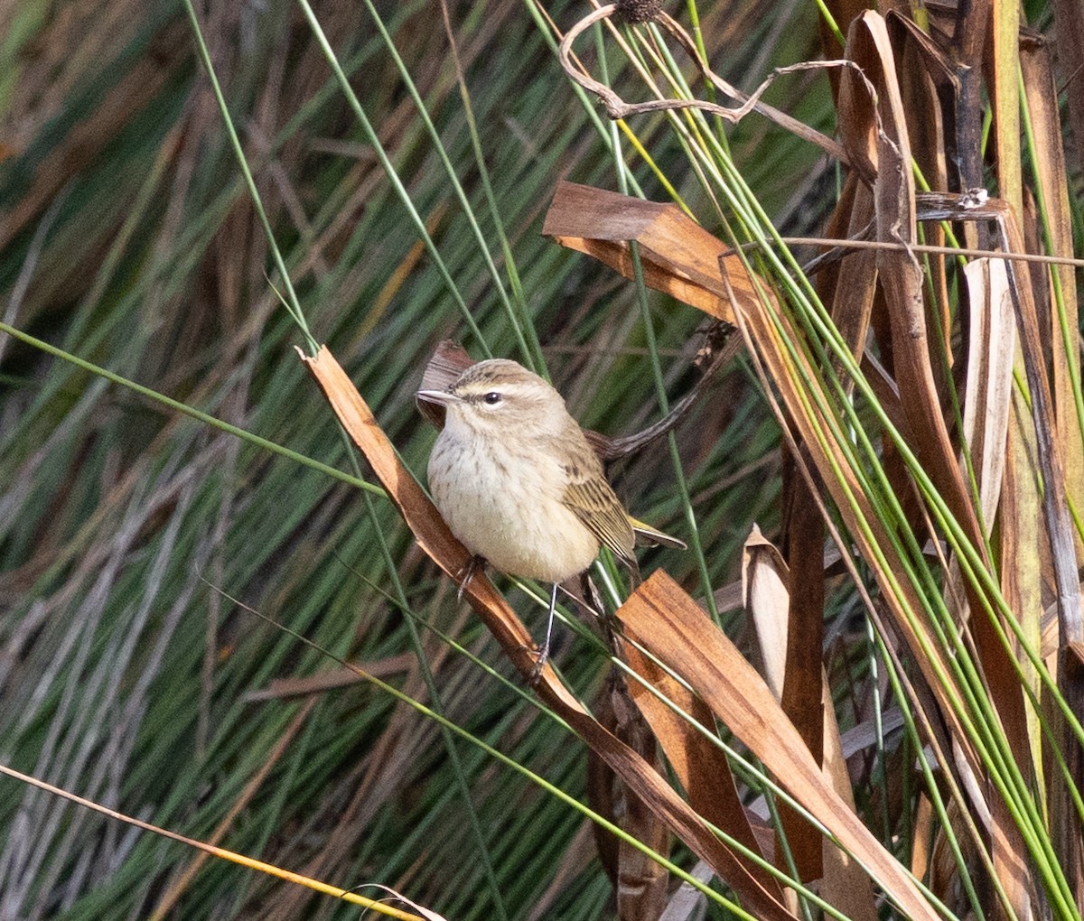 Palm Warbler - ML643112894