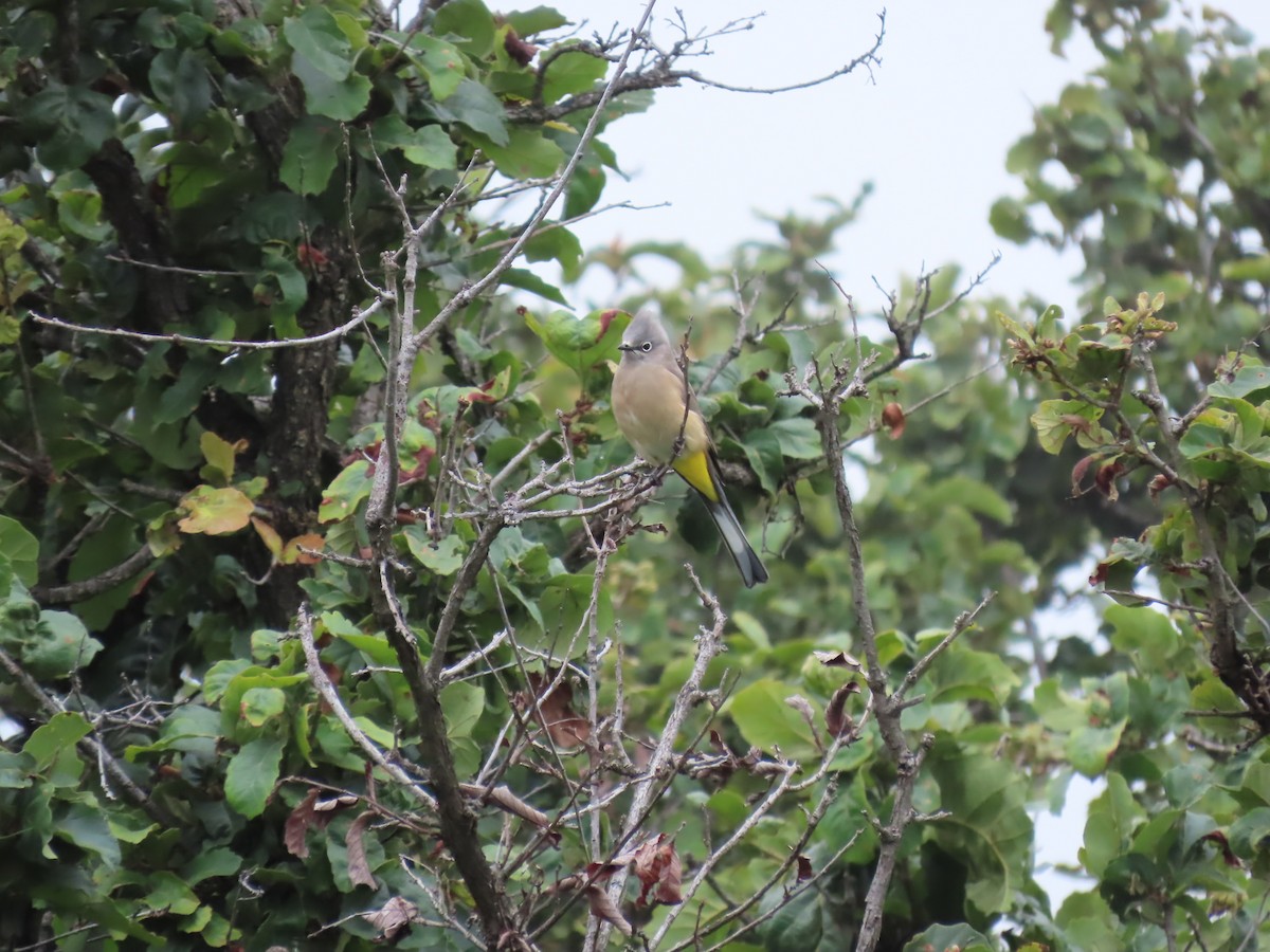 Gray Silky-flycatcher - ML643112901