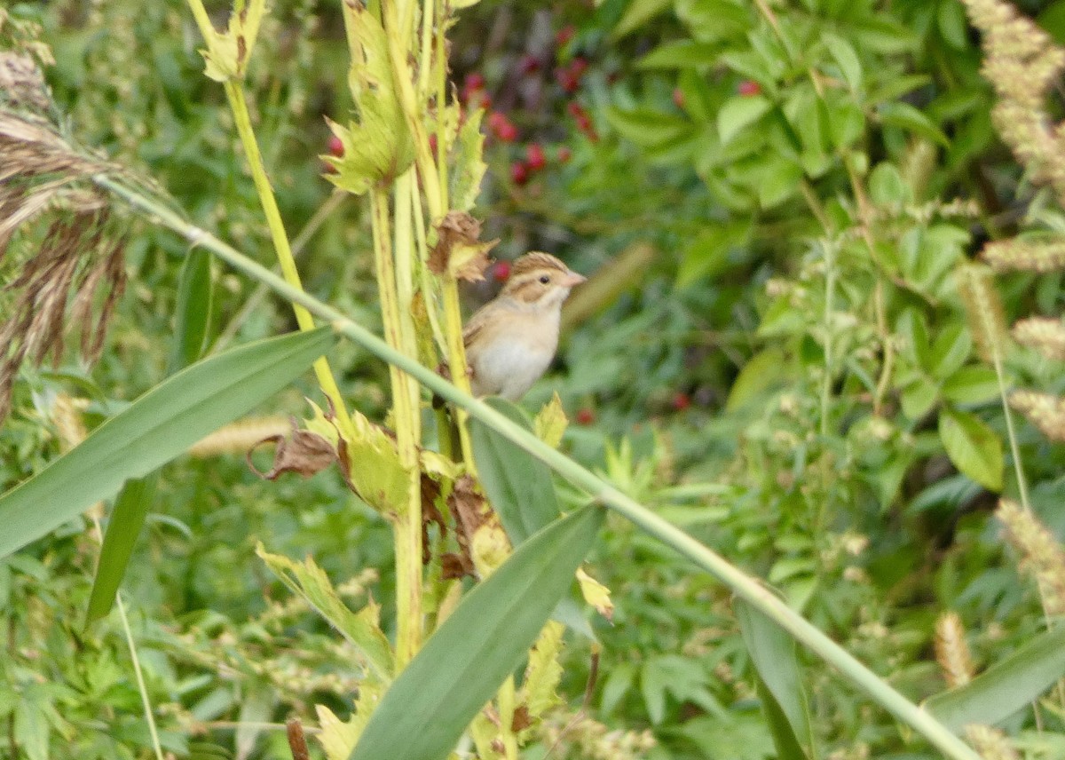 Clay-colored Sparrow - ML643112907