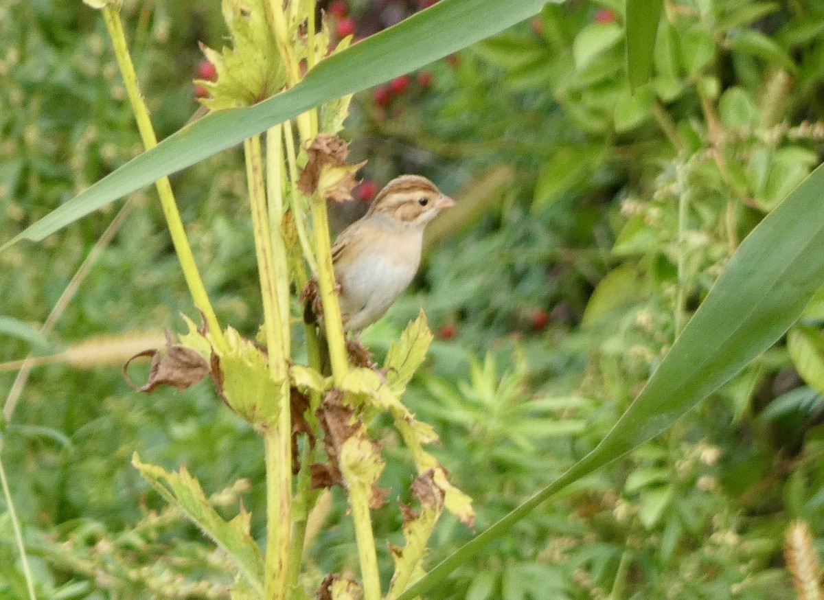 Clay-colored Sparrow - ML643112908