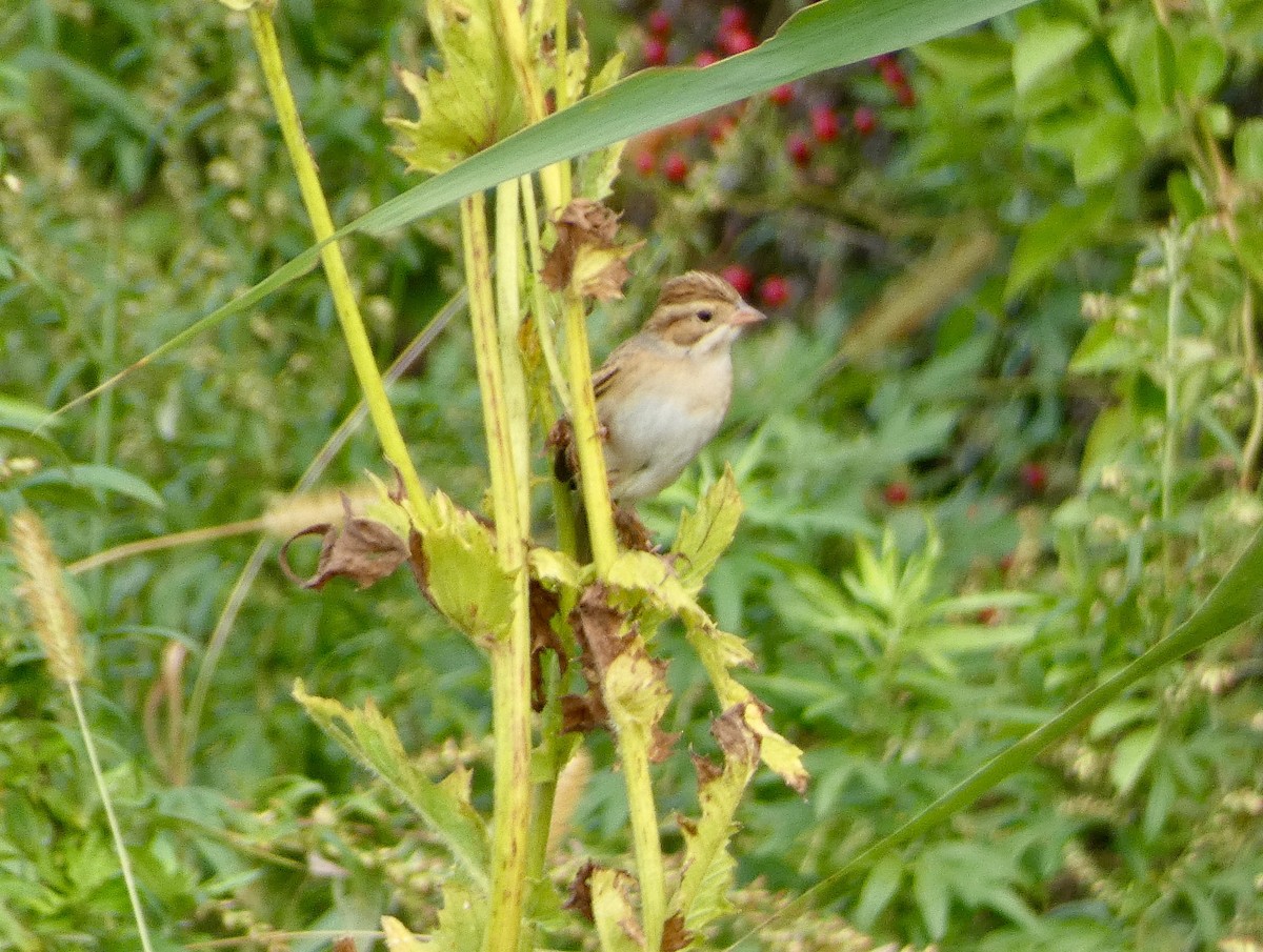 Clay-colored Sparrow - ML643112909